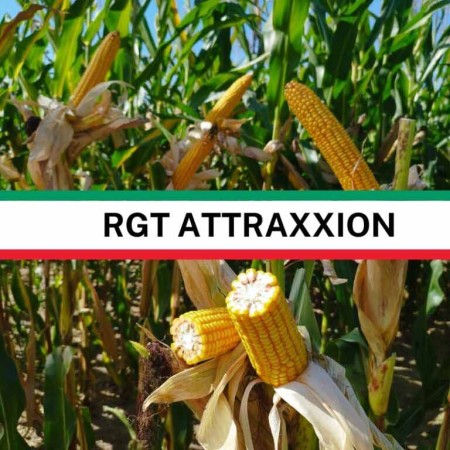 RGT-ATTRAXXION-768x768-1.jpg