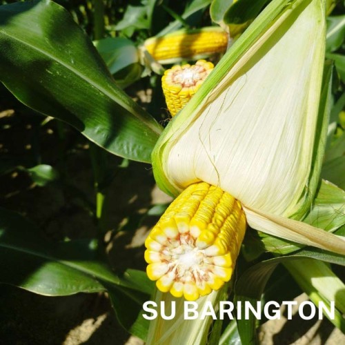 SU-BARINGTON.jpg