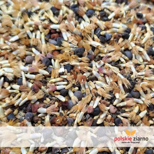 wspomnienie-lata-nasiona.jpg