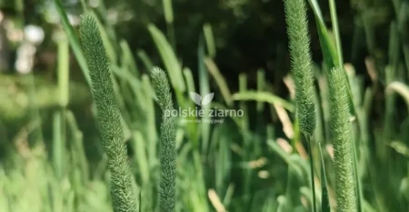 Tymotka łąkowa - kłosy na łące