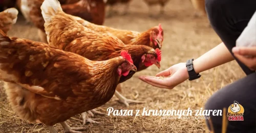 Kurna Chata KURKA - kury karmione kruszonym ziarnem
