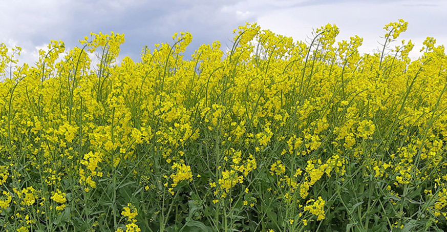 Rzepak- złoto z polskich pól.