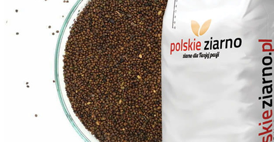 Komonica zwyczajna- pospolita roślina o wielu zastosowaniach.