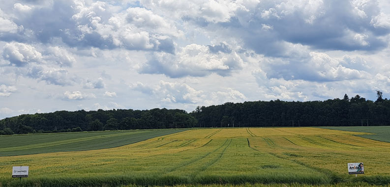 Jęczmień jary: Paszowy czy browarny?